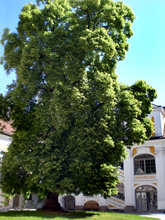 Schloss Tillysburg, prachtvoller Baum im Innenhof